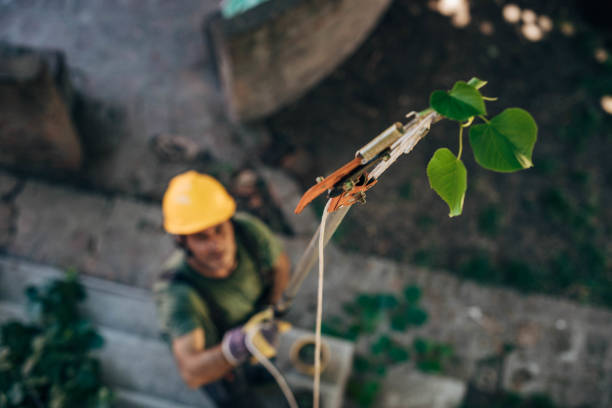 How Our Tree Care Process Works  in  Forest Hills, PA