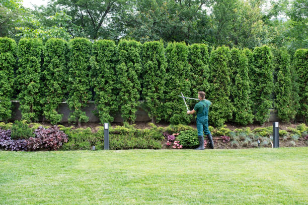 Lawn Drainage Solutions in Forest Hills, PA