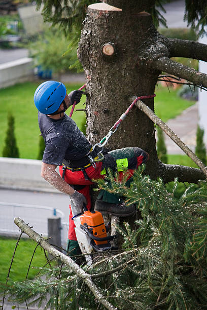 Best Utility Line Clearance  in Forest Hills, PA